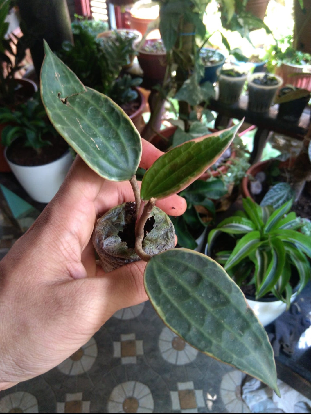 Hoya Macrophylla (Semishade)