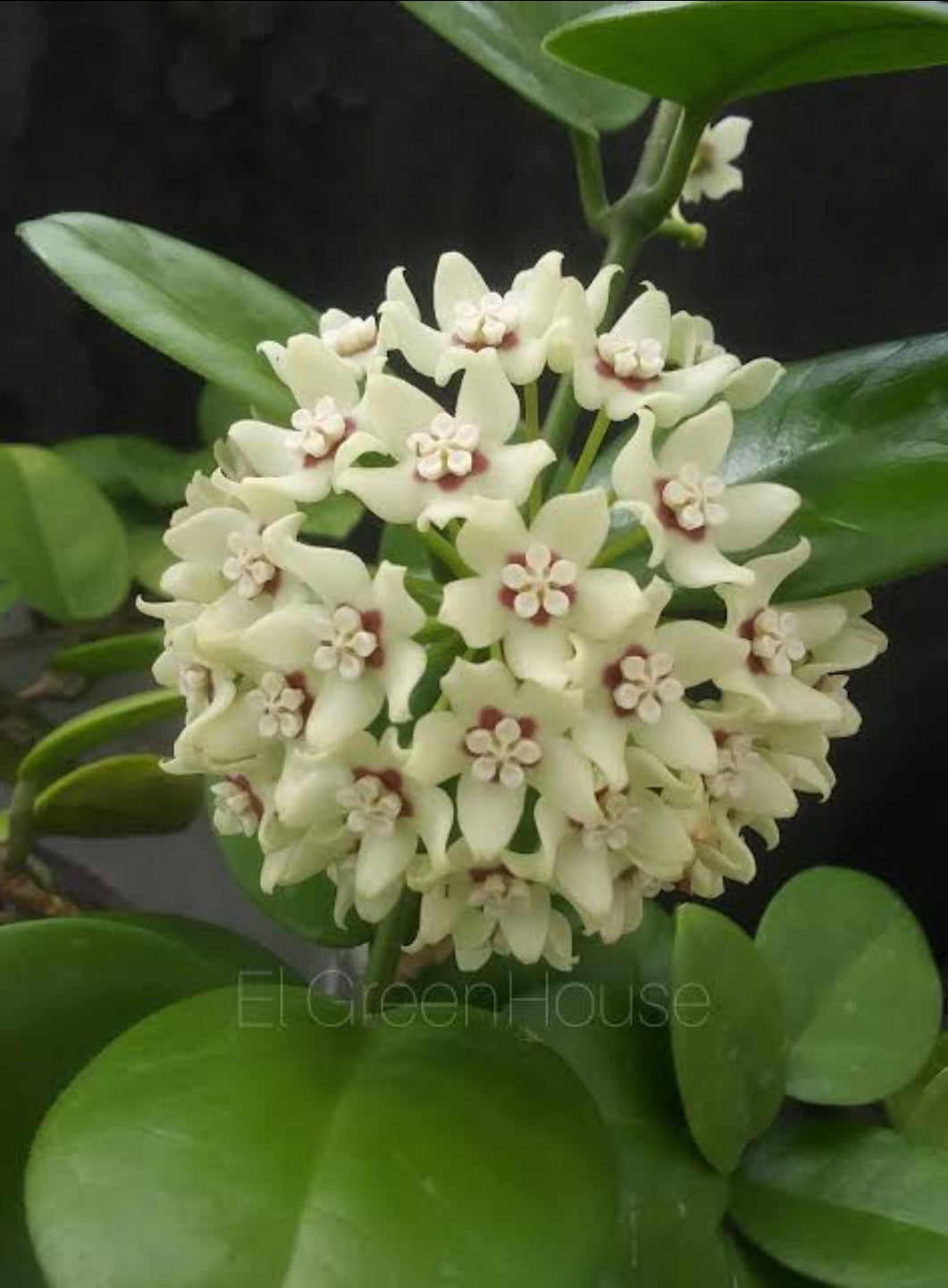 Hoya Australis ssp tenuipes (Semishade)