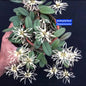 Bulbophyllum Purpurascens