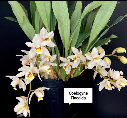 Coelogyne Flaccida