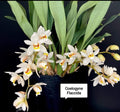 Coelogyne Flaccida