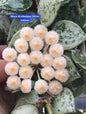 Hoya Krohniana Silver Eskimo