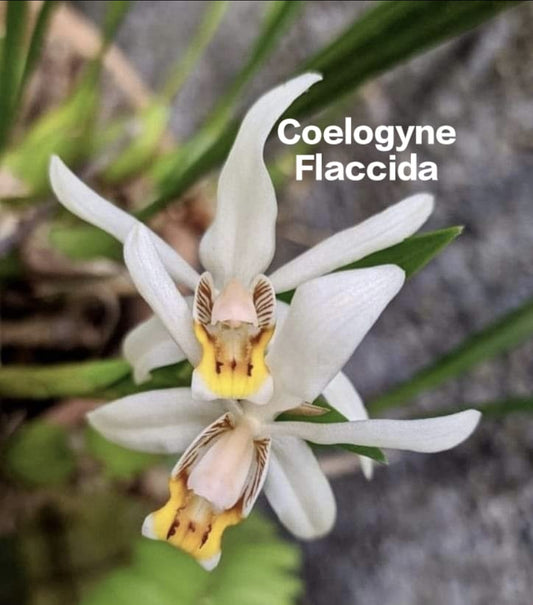 Coelogyne Flaccida