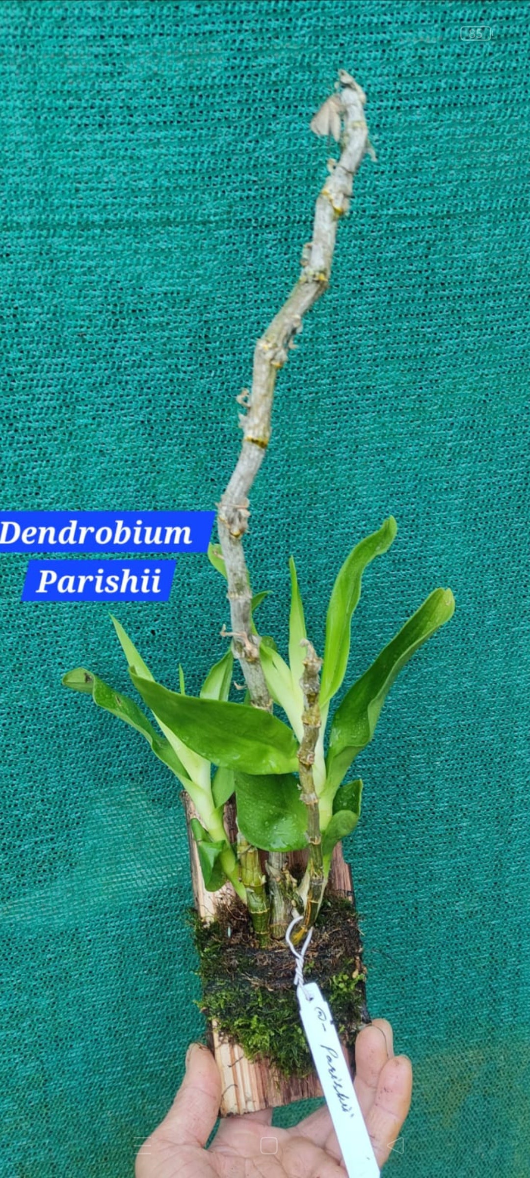 Dendrobium Parishii