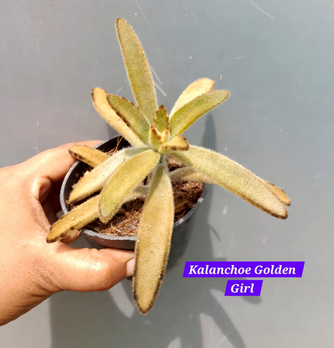 Kalanchoe golden girl