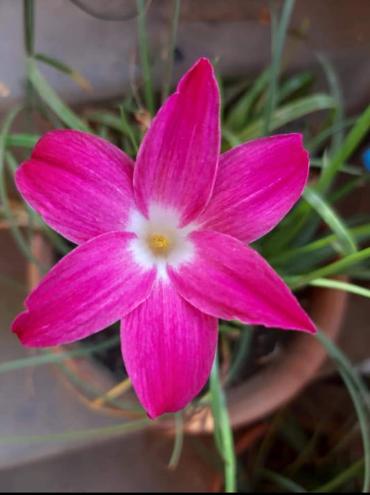 Heart throb Rain Lily bulb