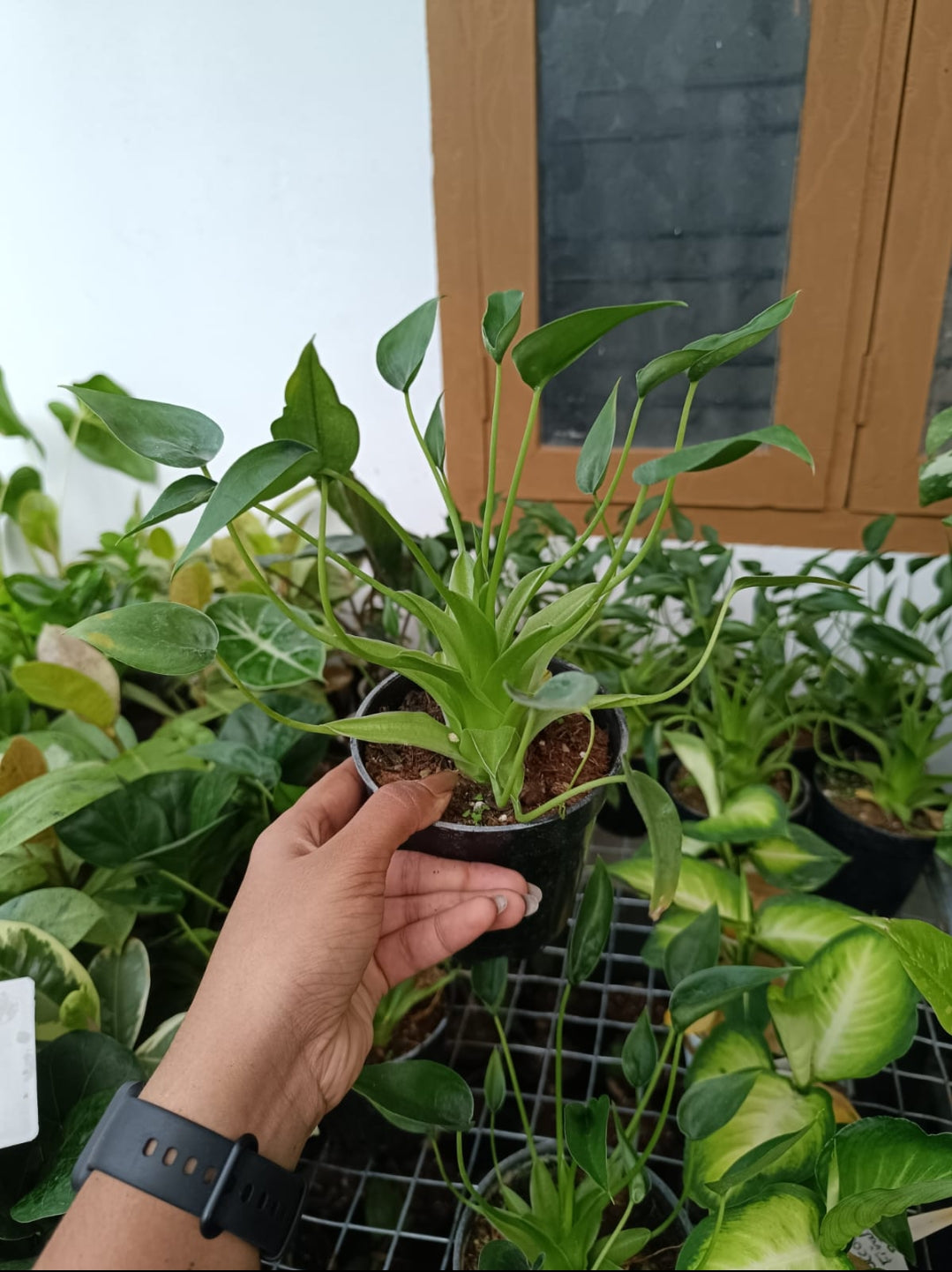 Tiny Dancer Alocasia plant