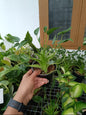 Tiny Dancer Alocasia plant