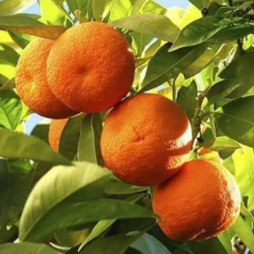 Orange fruit plant