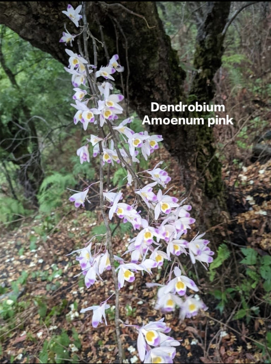 Dendrobium Amoenum Pink