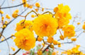 Yellow cotton tree plant