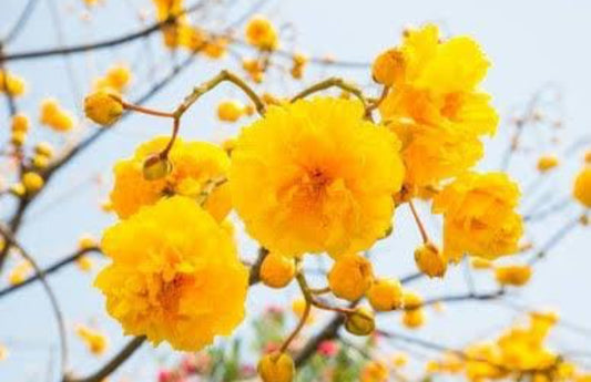 Yellow cotton tree plant