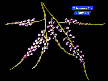 Schoenorchis Gemmata