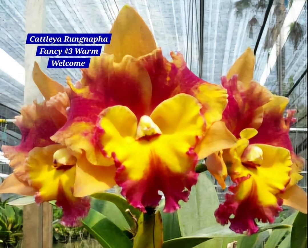 Cattleya 18 Orchid