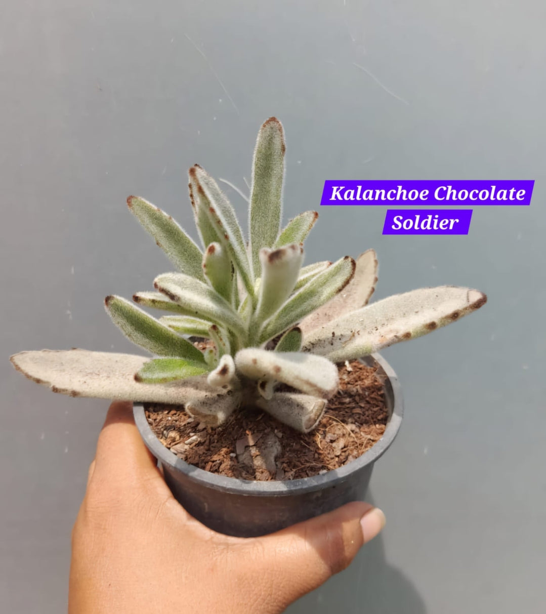 Kalanchoe Chocolate Soldier