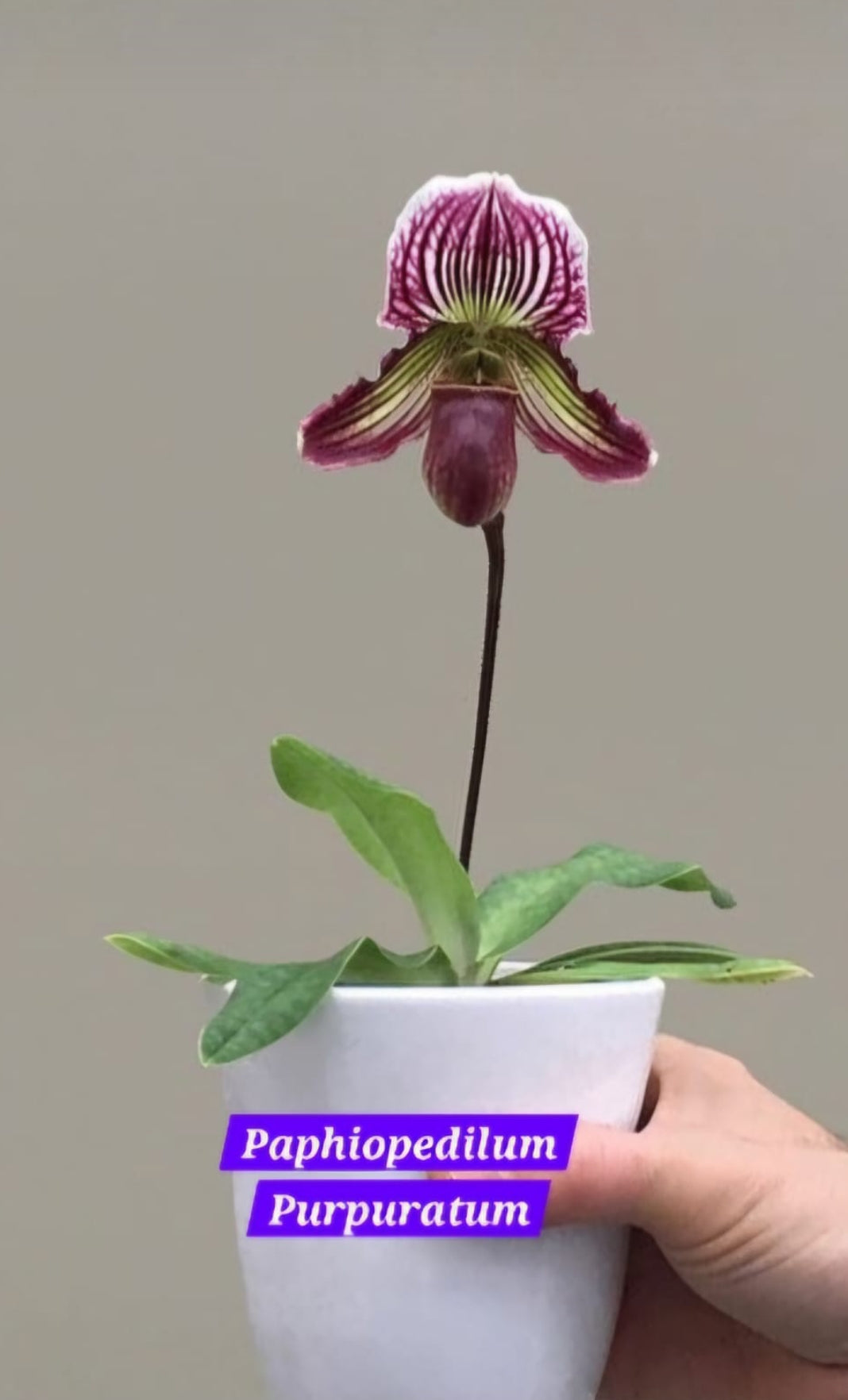 Paphiopedilum Purpuratum