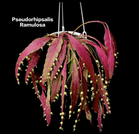 Pseudorhipsalis Ramulosa