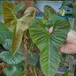 Philodendron Lupinum Mature Plant (Semishade)