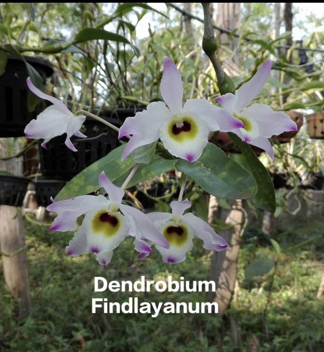 Dendrobium Findlayanum