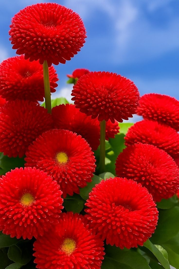 Buy Dahlia Pompon Bulbs Online in India | Colorful Ball Shape Flower Bulbs for Home Garden