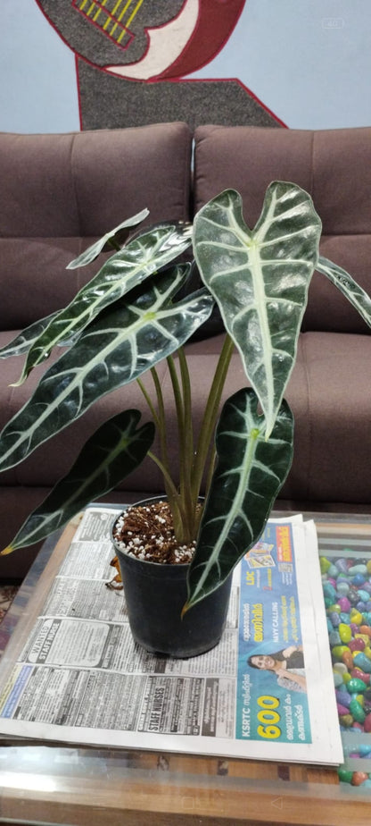 Alocasia polo Big size plant