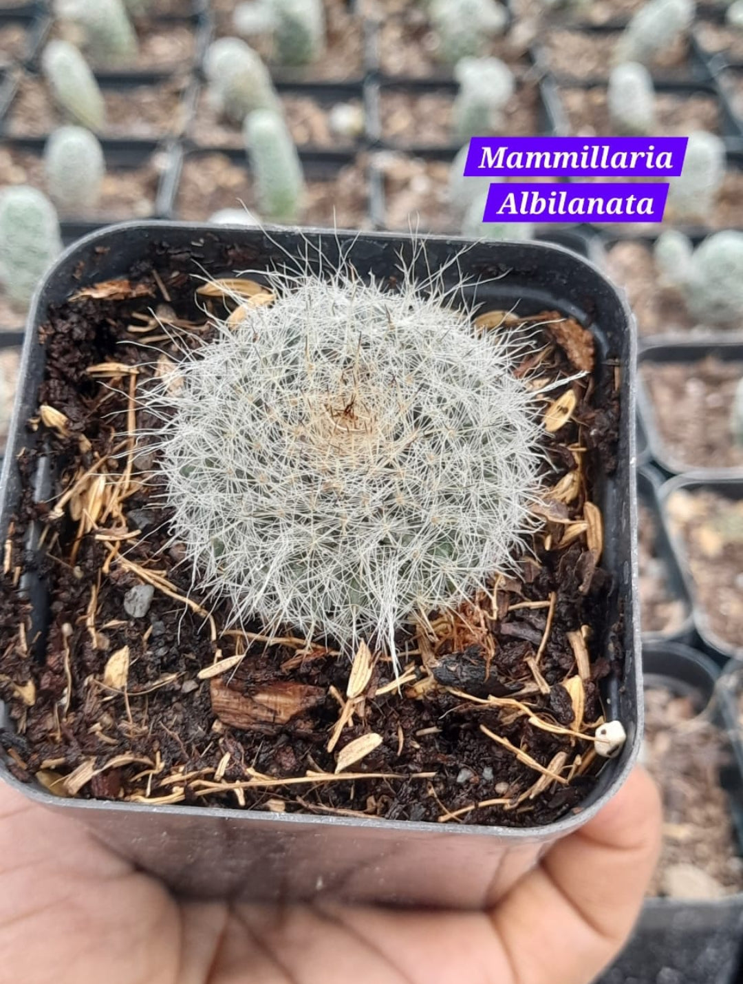 Mammillaria Albilanata 1 cactus