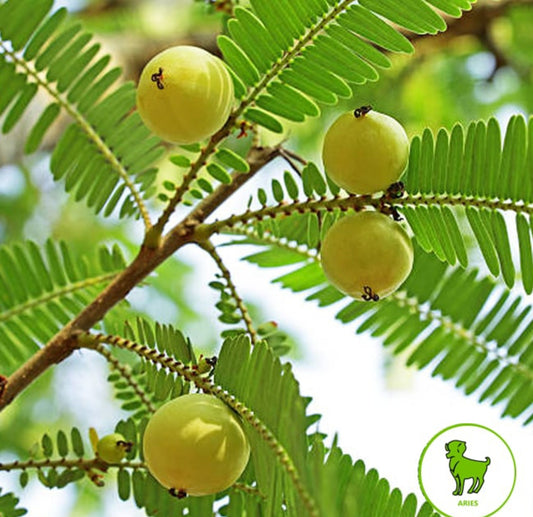 Amla fruit plant