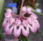 Bulbophyllum Fenestratum