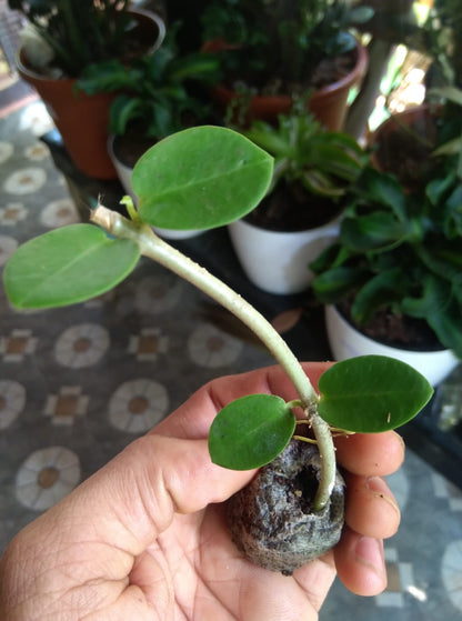 Hoya Cumingiana (Semishade)