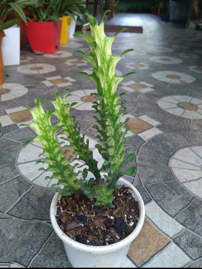 Variegated Dragon bone Cactus