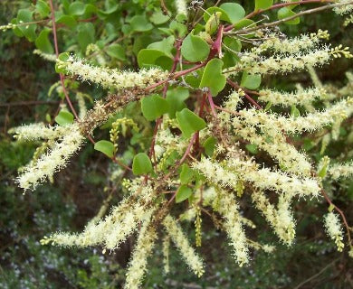 Maderia vine