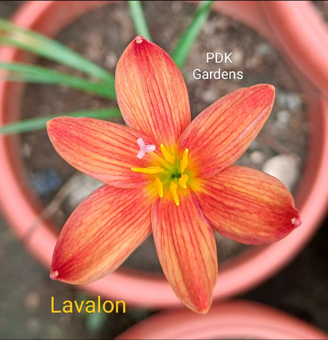 Lavalon rain Lily bulb