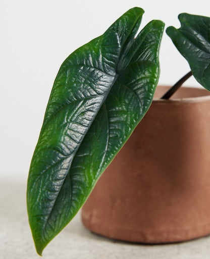 Alocasia Scalprum Plant