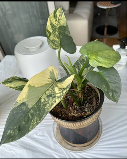 Philodendron Silver sword Veriegated (Semishade)