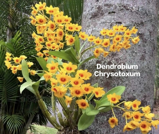 Dendrobium Chrysotoxum (Thailand Imported)