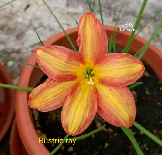 Rustric Ray rain Lily bulb