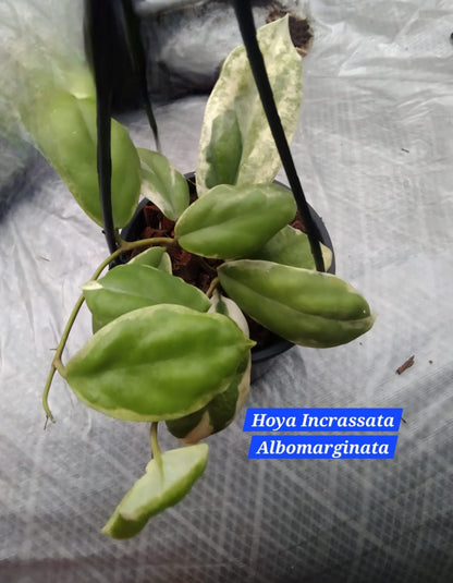 Hoya Incrassata Albomarginata