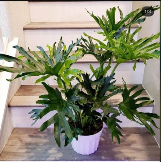 Luckly Split - Philodendron plant - Indoor plants