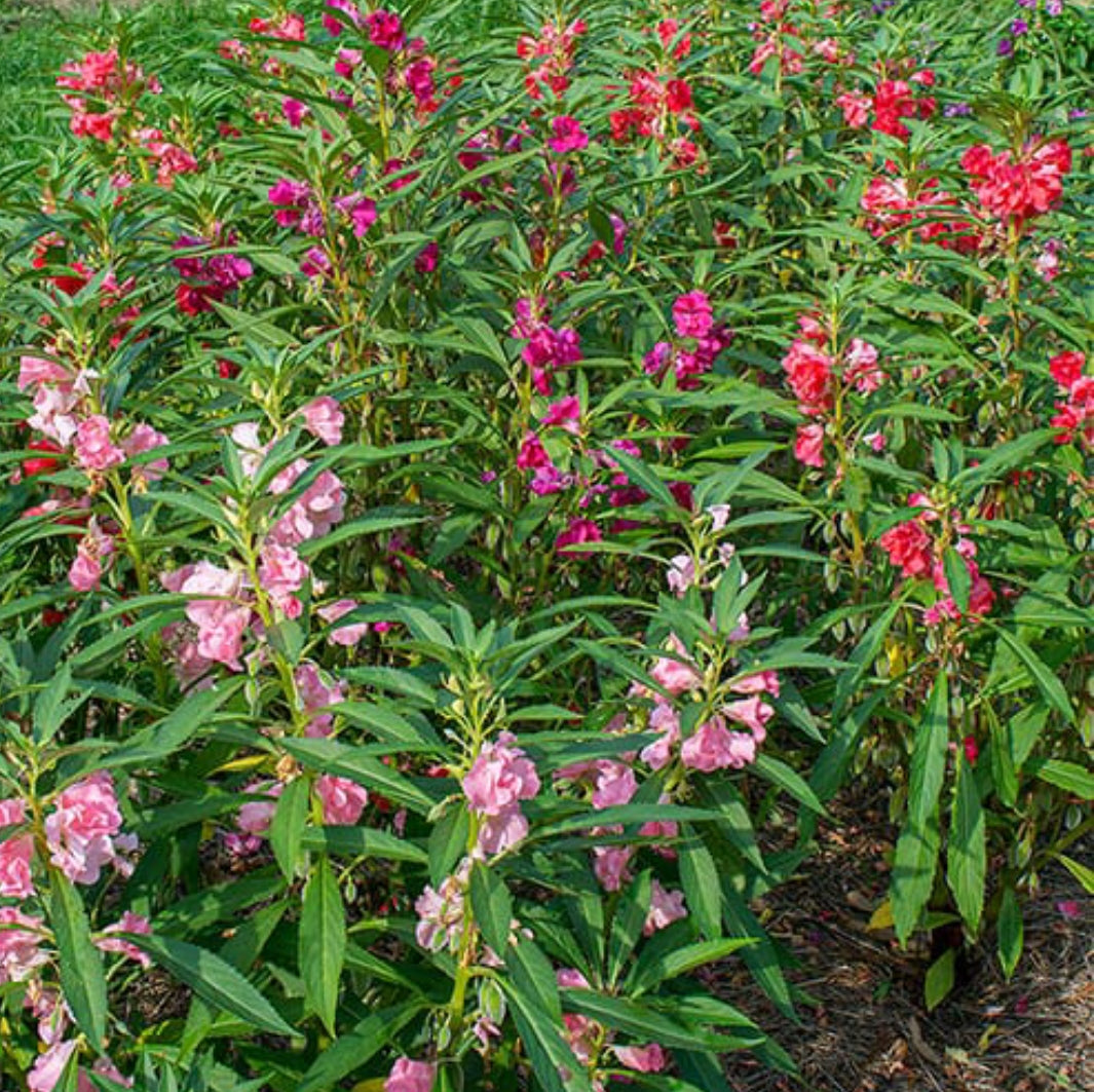 Balsam landscaping plant