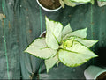 Super white Aglonima plant