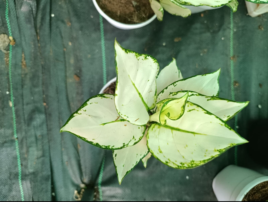 Super white Aglonima plant