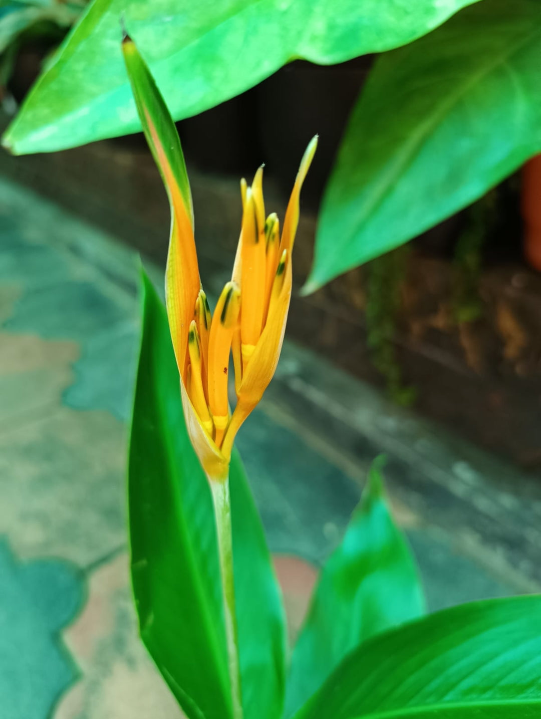 Heliconia Psittacorum Golden tourch