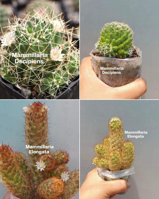 Mammillaria Decipiens Catus