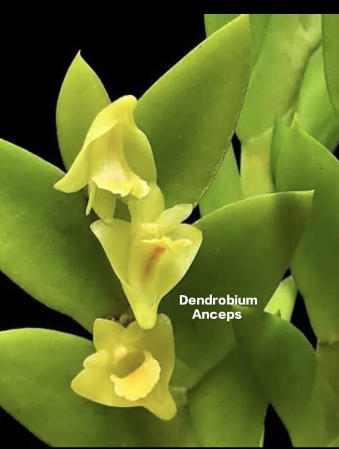 Dendrobium Anceps