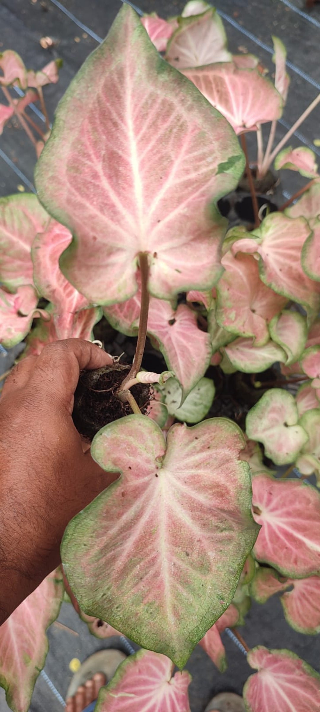 Caladium jiffy size plant