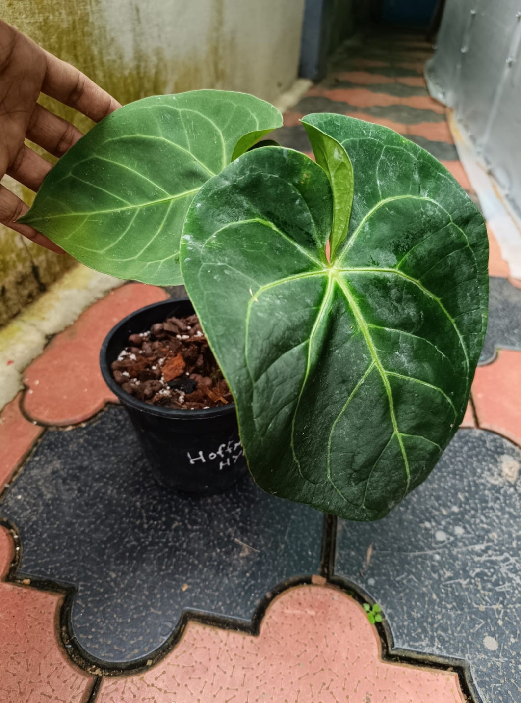 Anthurium Hoffmani x magnificum Plant (Semishade)