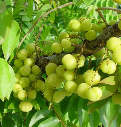 Ghoose berry fruit plant