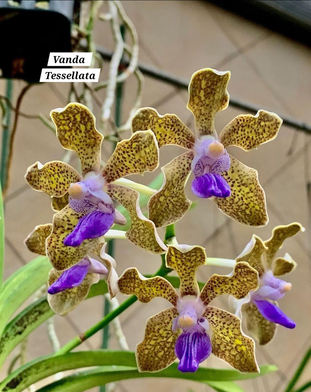 Vanda Tessellata