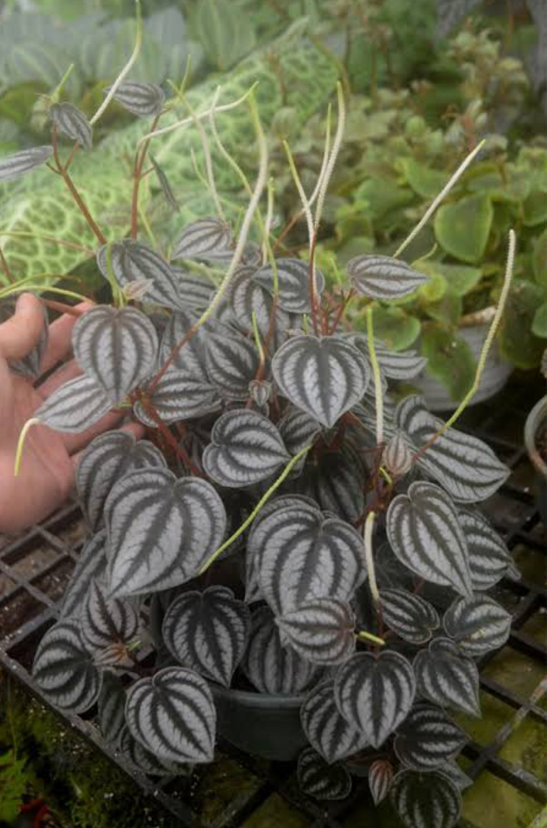 Red Watermelon Pepermoia Plant