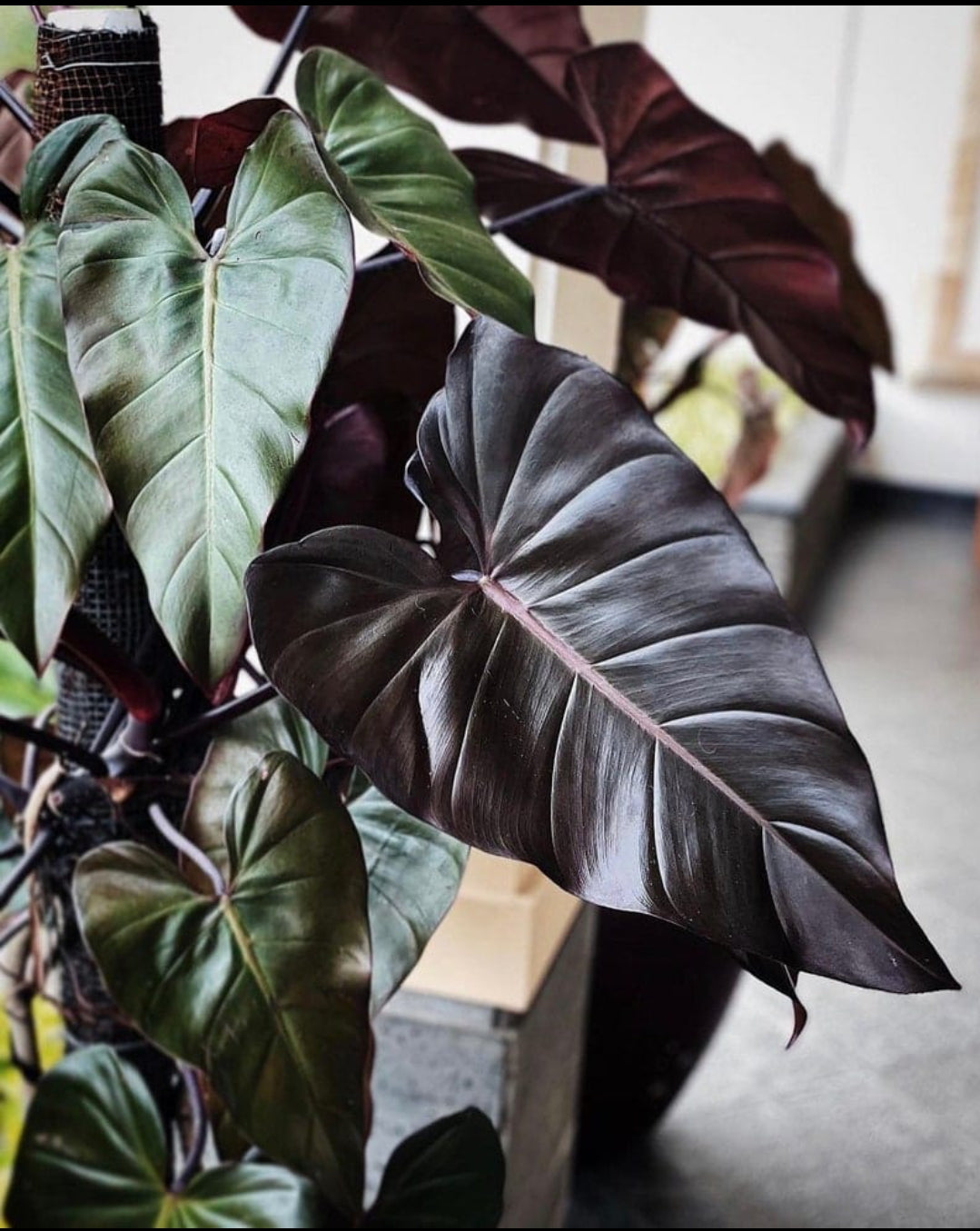 Philodendron Dark Load Plant (Indoor Semishade varity)